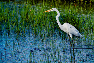 小牧山城の見える農村地域の自然
水辺のシラサギ