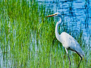 小牧山城の見える農村部の自然
水辺のシラサギ