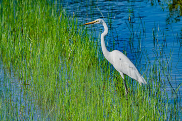 小牧山城の見える農村地域の自然