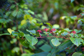 富山県中新川郡上市町の中山から立山の剱岳を望む登山をしている風景 A view of mountain climbing with a view of Tsurugidake in Tateyama from Nakayama in Kamiichi Town, Nakashinagawa County, Toyama Prefecture.