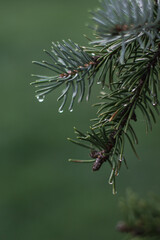 Freshness of rain and needles