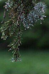 An evergreen tree washed in clean summer rain