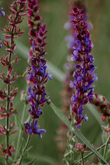 Obraz premium The gradual wilting of wildflowers before the arrival of autumn