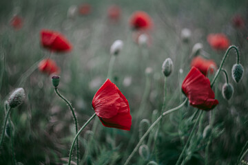 Obraz premium Bright red poppies in the field 