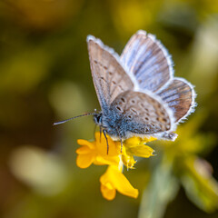Delicate coquette butterfly sat down on a flower