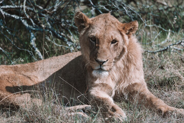 African lion sitting in and empty field. 