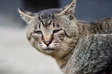 猫のクローズアップ写真