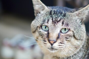猫のクローズアップ写真