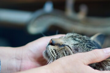 猫のクローズアップ写真