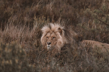 African lion sitting in and empty field. 