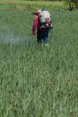 A vertical shot of workers watering the field of onions