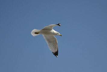 seagull in flight