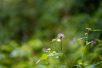 富山県中新川郡上市町の中山から立山の剱岳を望む登山をしている風景 A view of mountain climbing with a view of Tsurugidake in Tateyama from Nakayama in Kamiichi Town, Nakashinagawa County, Toyama Prefecture.