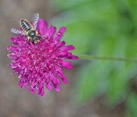 bee on flower