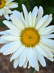 daisy flower closeup