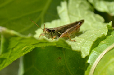grasshopper on a leaf