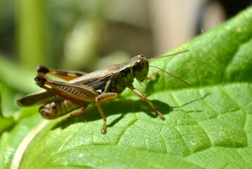 grasshopper on a leaf