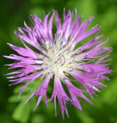 purple flower in the garden