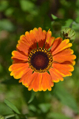 orange flower in the garden