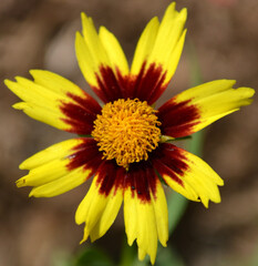 close up of yellow flower