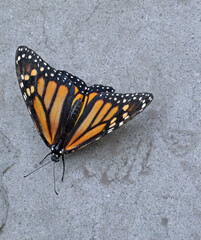 Fototapeta na wymiar monarch butterfly on a branch