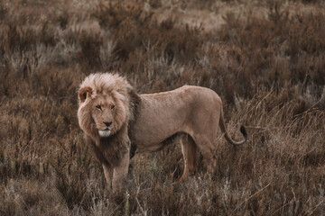 African lion sitting in and empty field. 