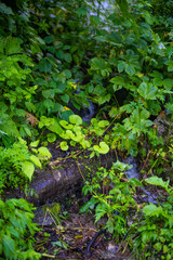 Fototapeta premium 富山県中新川郡上市町の中山から立山の剱岳を望む登山をしている風景 A view of mountain climbing with a view of Tsurugidake in Tateyama from Nakayama in Kamiichi Town, Nakashinagawa County, Toyama Prefecture.