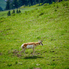 Pronghorn
