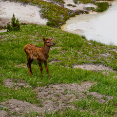 Elk
