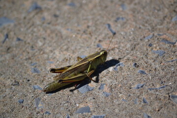 grasshopper on the stone