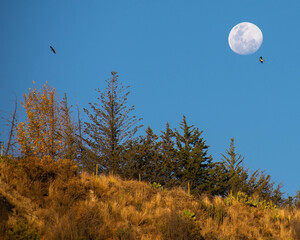 moon and tree whit eagles