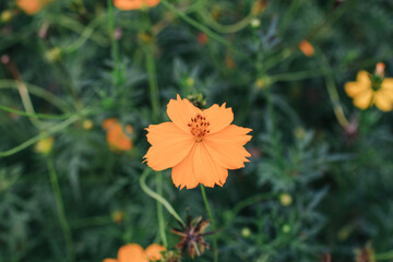 Orange and yellow Cosmos flower under sunlight on a soft blurred background. Using as background natural flora landscape, ecology wallpaper page concept.