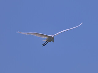 青空と飛んでくる白い鳥