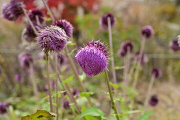 ひっそりと咲くオヤマボクチの花