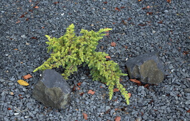 Obraz premium small green tree in the rock garden