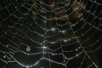 Cobwebs with drops after the morning rain.