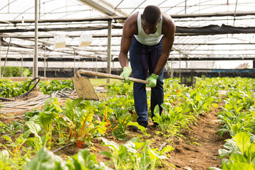 Portrait of African American male worker caring of beetroot plants at plantation