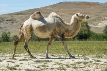 Bactrian Camel. Mongolian camel on a background of mountains. Traveling in Asia.