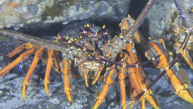Crayfish NZ