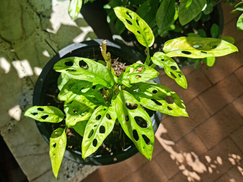 a leaf that has been eaten by insects because no chemicals are used 
