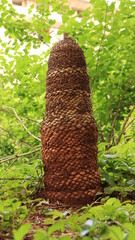 close up of a tree trunk dead plant beautiful stand alone