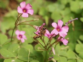 ミツバチは仕事中