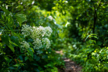 富山県中新川郡上市町の中山から立山の剱岳を望む登山をしている風景 A view of mountain climbing with a view of Tsurugidake in Tateyama from Nakayama in Kamiichi Town, Nakashinagawa County, Toyama Prefecture.