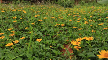 field of flowers background landscape beautiful attractive