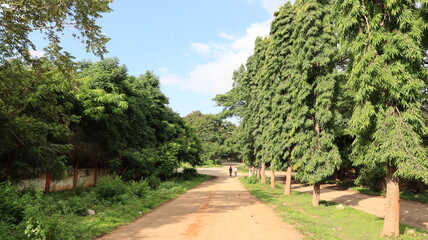 Fototapeta na wymiar Trees on road side At HMT factory Bangalore landscape background