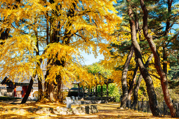 Naklejka premium Autumn of Sosuseowon Confucian Academy in Yeongju, Korea