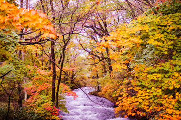 森の中のカラフルな紅葉