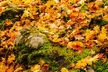 紅葉の落ち葉で埋もれる岩