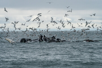Humpback Whales Bubble Net Feeding in Resurrection Bay Alaska