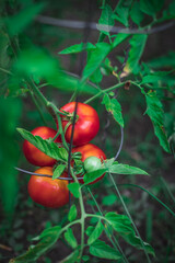 tomato in the garden